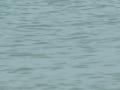 gal/Avenir Quiberon 2006/_thb_P1110022.JPG